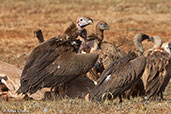 Lappet-faced Vulture, Bogol Manyo Road, Ethiopia, January 2016 - click for larger image