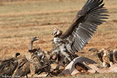 Lappet-faced Vulture, Bogol Manyo Road, Ethiopia, January 2016 - click for larger image