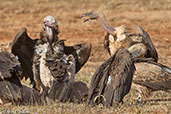 Lappet-faced Vulture, Bogol Manyo Road, Ethiopia, January 2016 - click for larger image