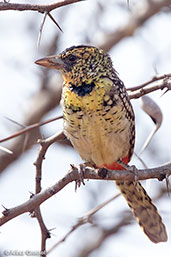 D'Arnaud's Barbet, near Yabello, Ethiopia, January 2016 - click for larger image