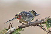 D'Arnaud's Barbet, near Yabello, Ethiopia, January 2016 - click for larger image