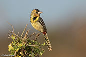 D'Arnaud's Barbet, near Yabello, Ethiopia, January 2016 - click for larger image