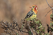 Red-and-yellow Barbet, near Yabello, Ethiopia, January 2016 - click for larger image