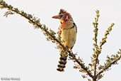 Red-and-yellow Barbet, near Yabello, Ethiopia, January 2016 - click for larger image