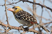 Yellow-breasted Barbet, Bilen, Ethiopia, January 2016 - click for larger image