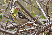 Yellow-breasted Barbet, Melka Gebdu Track, Ethiopia, January 2016 - click for larger image