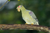 African Green Pigeon, Kakum National Park, Ghana, May 2011 - click for larger image