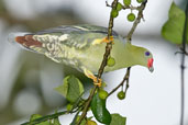 African Green Pigeon, Kakum National Park, Ghana, May 2011 - click for larger image