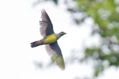 Bruce's Green Pigeon, Tono Dam, Ghana, June 2011 - click for larger image