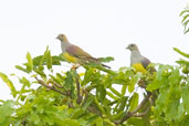 Bruce's Green Pigeon, Mole National Park, Ghana, June 2011 - click for larger image