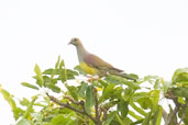 Bruce's Green Pigeon, Tono Dam, Ghana, June 2011 - click for larger image