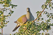 Bruce's Green Pigeon, Awash Falls, Ethiopia, January 2016 - click for larger image