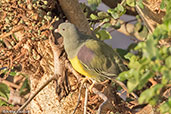 Bruce's Green Pigeon, Awash Falls, Ethiopia, January 2016 - click for larger image