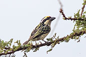 Red-fronted Barbet, near Yabello, Ethiopia, January 2016 - click for larger image