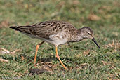 Wood Sandpiper, Lake Ziway, Ethiopia, January 2016 - click for larger image