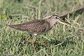 Wood Sandpiper, Lake Ziway, Ethiopia, January 2016 - click for larger image