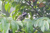 Hairy-breasted Barbet, Kakum, Ghana, May 2011 - click for larger image