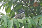 Hairy-breasted Barbet, Kakum, Ghana, May 2011 - click for larger image