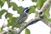 Hairy-breasted Barbet, Kakum, Ghana, May 2011 - click for larger image