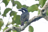 Hairy-breasted Barbet, Kakum, Ghana, May 2011 - click for larger image