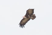 White-headed Vulture, Mole, Ghana, June 2011 - click for larger image