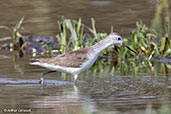 Marsh Sandpiper, Lake Awassa, Ethiopia, January 2016 - click for larger image