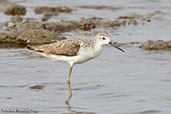 Marsh Sandpiper, Lake Shalla, Ethiopia, January 2016 - click for larger image