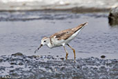 Marsh Sandpiper, Lake Abijatta, Ethiopia, January 2016 - click for larger image