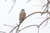 Black-billed Wood Dove, Mole National Park, Ghana, June 2011 - click for larger image