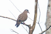 Blue-spotted Wood Dove, Kakum National Park, Ghana, May 2011 - click for larger image