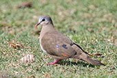 Blue-spotted Wood Dove, Lake Langano, Ethiopia, January 2016 - click for larger image