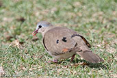 Blue-spotted Wood Dove, Lake Langano, Ethiopia, January 2016 - click for larger image