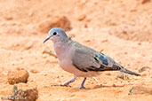 Emerald-spotted Wood Dove, Harenna Forest, Ethiopia, January 2016 - click for larger image