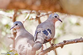 Emerald-spotted Wood Dove, Yabello, Ethiopia, January 2016 - click for larger image