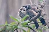 White-rumped Babbler, Lake Awassa, Ethiopia, January 2016 - click for larger image