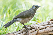 White-rumped Babbler, Lake Langano, Ethiopia, January 2016 - click for larger image