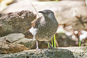 White-rumped Babbler, Lake Langano, Ethiopia, January 2016 - click for larger image