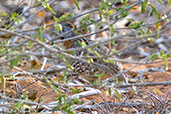 Madagascar Buttonquail, Mosa Park, Ifaty, Madagascar, November 2016 - click for larger image