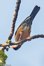 Abyssinian Thrush, Addis Ababa, Ethiopia, January 2016 - click for larger image