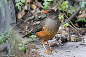 Abyssinian Thrush, Addis Ababa, Ethiopia, January 2016 - click for larger image