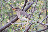 African Thrush, Yabello, Ethiopia, January 2016 - click for larger image