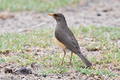 African Thrush, Yabello, Ethiopia, January 2016 - click for larger image