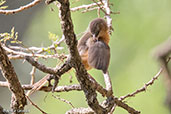 Rufous Chatterer, Lake Awassa, Ethiopia, January 2016 - click for larger image