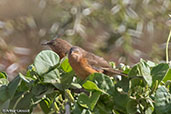 Rufous Chatterer, Yabello, Ethiopia, January 2016 - click for larger image