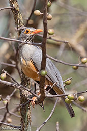 Bare-eyed Thrush, Yabello, Ethiopia, January 2016 - click for larger image