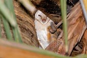 Barn Owl, Tono Dam, Ghana, June 2011 - click for larger image
