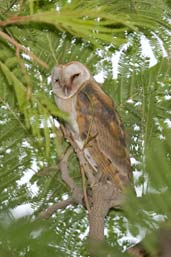 Barn Owl, Tono Dam, Ghana, June 2011 - click for larger image