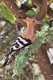Common Hoopoe, near Yabello, Ethiopia, January 2016 - click for larger image