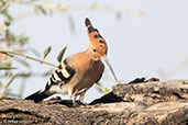 Common Hoopoe, Lake Langano, Ethiopia, January 2016 - click for larger image