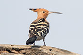 Common Hoopoe, Lake Langano, Ethiopia, January 2016 - click for larger image